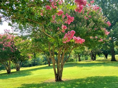 Crepe Myrtle in a yard