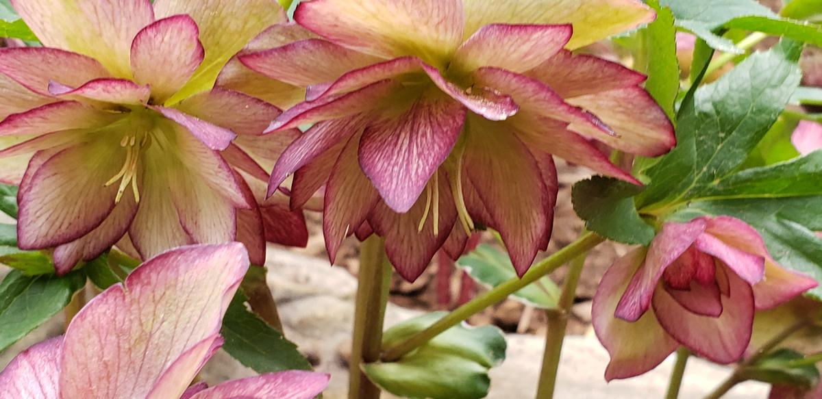 Hellebores Photo By: Angela Foster