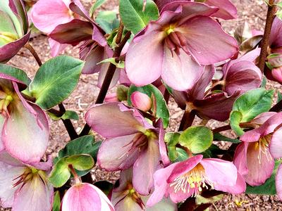 Hellebores Photo By: Angela Foster