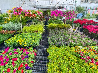 Plants in a greenhouse