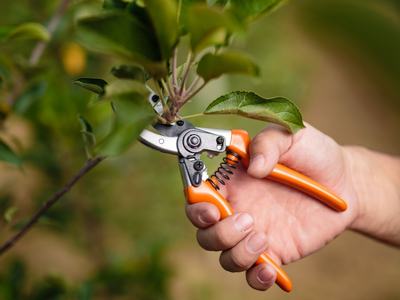 Hand holding pruning sheers