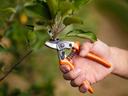 Hand holding pruning sheers