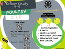 Colorful flyer encouraging youth to participate in Graham County 4-H Poultry Club. Flyer has pictures of chicks, and a chick with sunglasses hiding behind an egg.