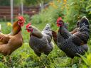 3 Chickens standing in grass