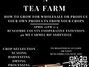 Digital Flyer for Tea Farming Workshop