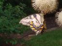 Butterfly on Buttonbush