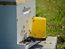 White beehive on cinderblock with yellow feeder and bees entering and flying around