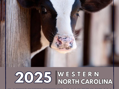 Calf head beside barn; text: "2025 Western North Carolina Dairy Beef Feeder Calf Program"
