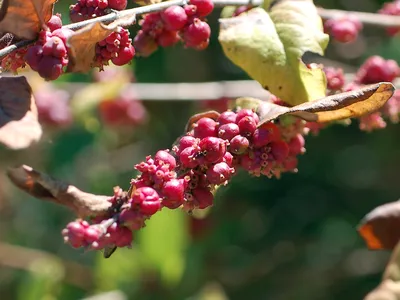 coralberry