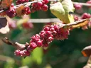 coralberry