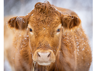 Cow in winter snow