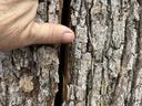 "Crack" shows a crack that was running vertically along the trunk approximately 12' long and an inch to two inches wide. Photo by Gene Fox.