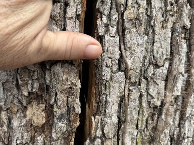 "Crack" shows a crack that was running vertically along the trunk approximately 12' long and an inch to two inches wide. Photo by Gene Fox.