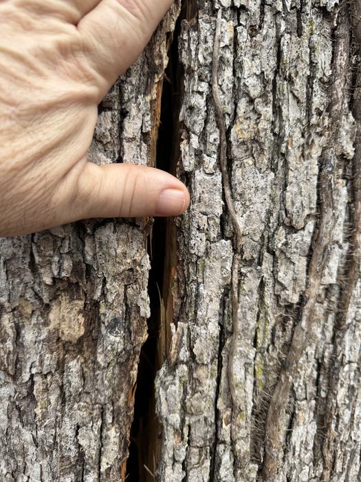 "Crack" shows a crack that was running vertically along the trunk approximately 12' long and an inch to two inches wide. Photo by Gene Fox.
