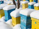 Blue and yellow beehives covered with snow in an apiary
