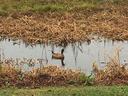 Duck in water