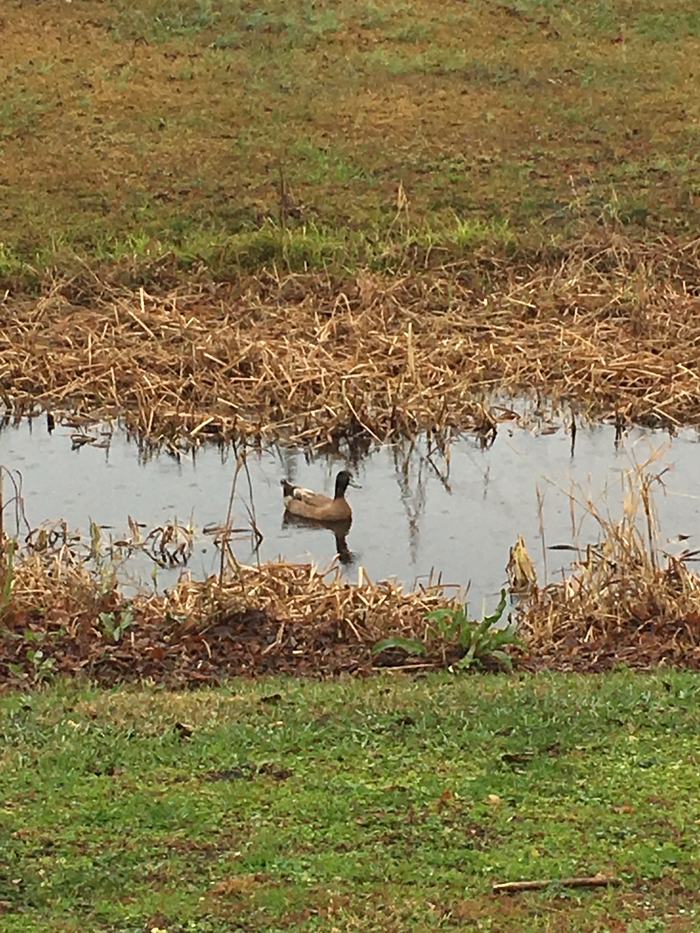 Duck in water