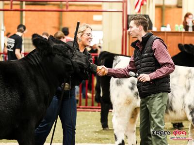 Woman holding black steer shakes hands with male presenter holding microphone at livestock show