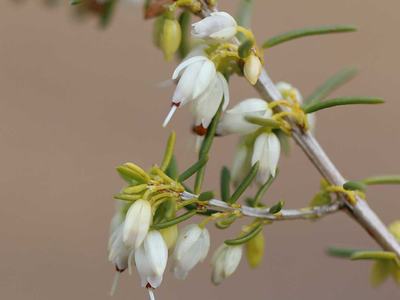 Erica × darleyensis crop