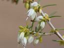 Erica × darleyensis crop