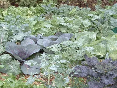 vegetable greens