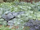 vegetable greens