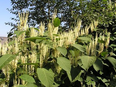 Tall plants with large green leaves and many cream-colored vertical flower spikes