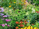 garden flowers in bloom