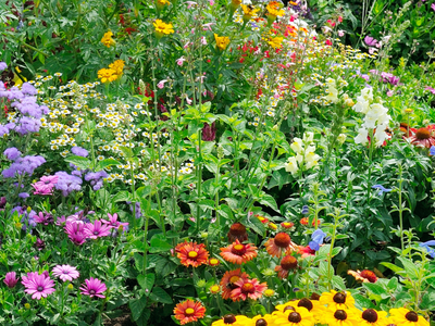 garden flowers in bloom