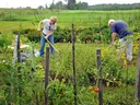 Master Gardeners working in the garden