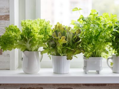 Potted leafy herbs and lettuce in white containers on a sunny windowsill