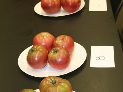 plates of different tomatoes