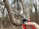 Hand holding red pruning shears cutting a small branch from a larger tree limb