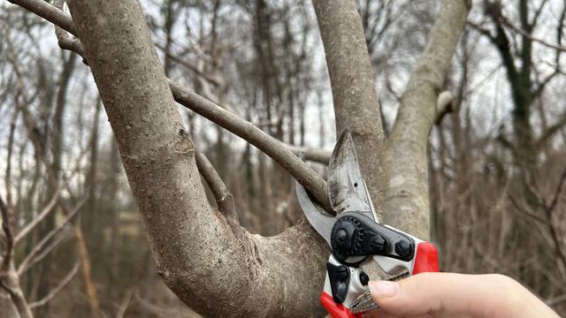 Hand holding red pruning shears cutting a small branch from a larger tree limb