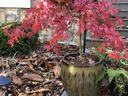 Japanese Maple in container