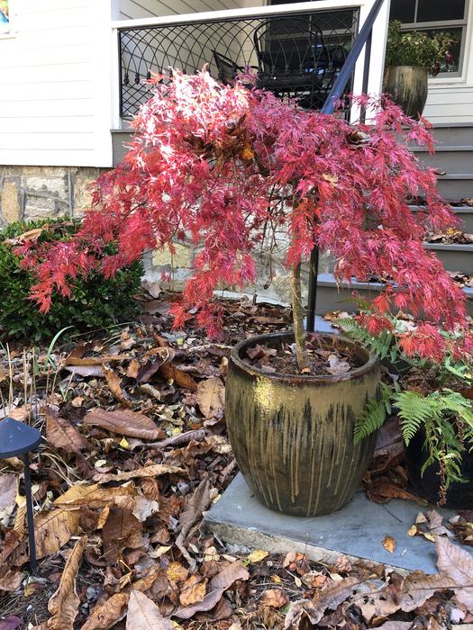 Japanese Maple in container