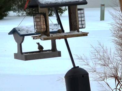 cardinal sitting on a bird feeder in the snow