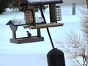 cardinal sitting on a bird feeder in the snow