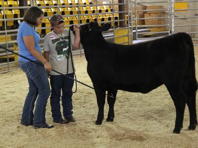 An Adult and child work together with a cow.