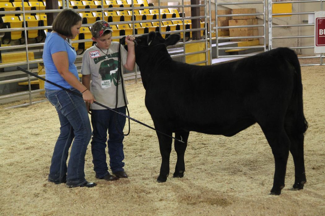 An Adult and child work together with a cow.