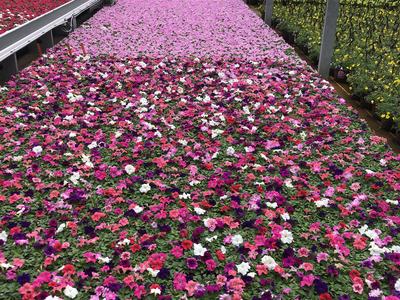 Petunias in a greenhouse