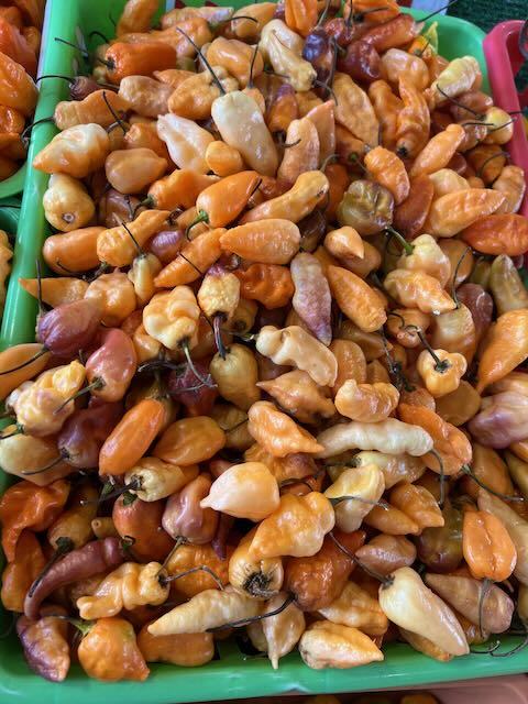 Pale colored peppers in a green bin.