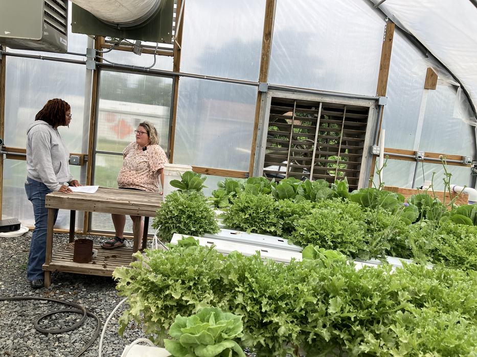 Two people talking at a bench inside a greenhouse beside rows of hydroponic lettuce.