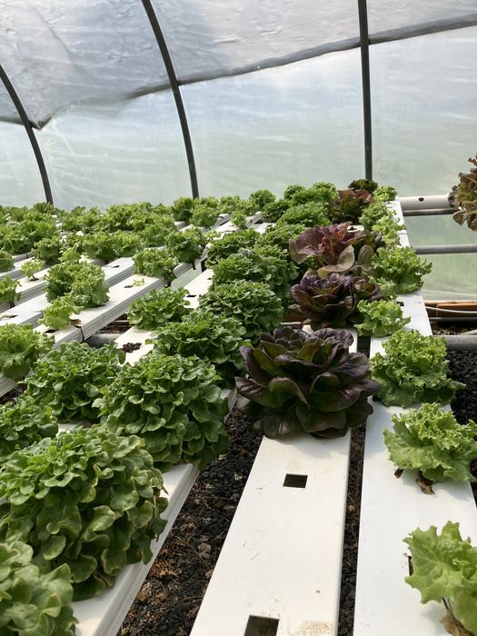 Hydroponic rows of green and red lettuce heads inside a plastic hoop greenhouse