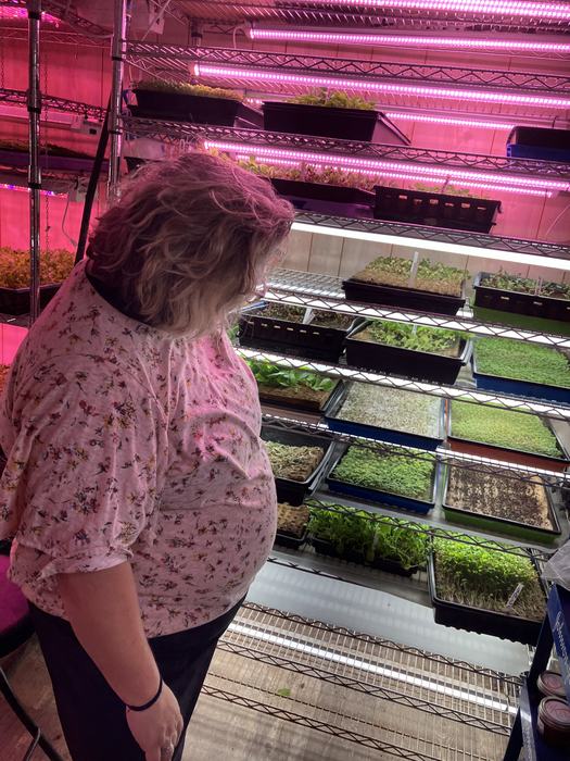 Person inspecting trays of microgreens on metal shelving under pink LED grow lights