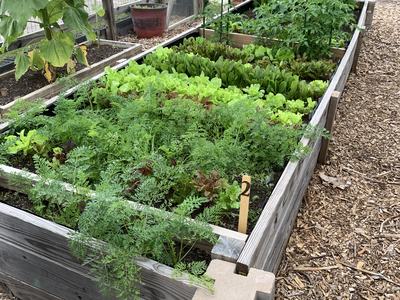 veggies and herbs
