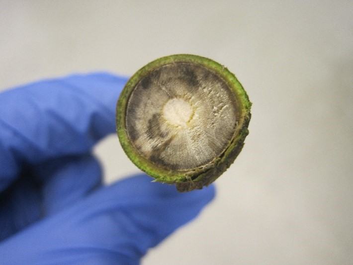 Gloved hand holding cross-section of green plant stem showing pith and dark discoloration