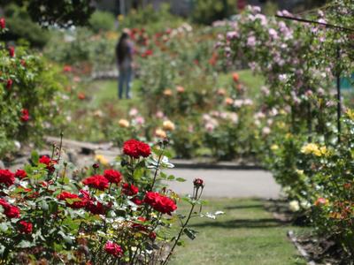 Red roses in foreground of a garden path with a blurred person in the background