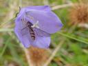 flower fly drinking nectar from a purple flower