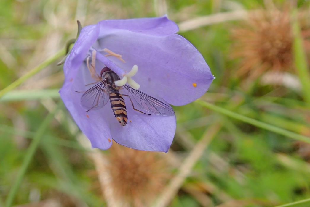 flower fly drinking nectar from a purple flower